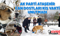 AK Parti Ataşehir, can dostları kış vakti unutmadı