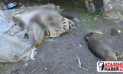 Ataşehir'de kedi cesetleri bulundu