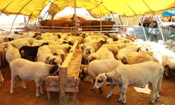 Ataşehir'de Kurban Bayramı Hazırlıkları Tamamlandı
